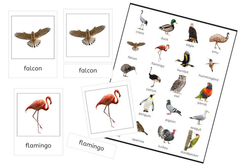 Birds 3-Part Cards (PDF)